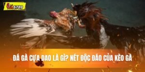 đá gà cựa dao