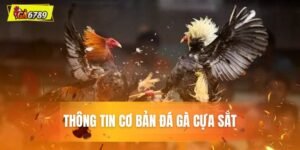 thôn tin cơ bản về đá gà cựa sắt tại ga6789