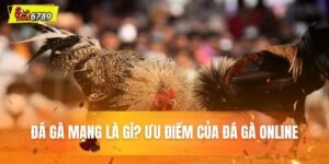 đá gà mạng là gì ?