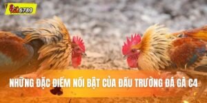 đặc điểm nổi bật trong đá gà c4 ga6789