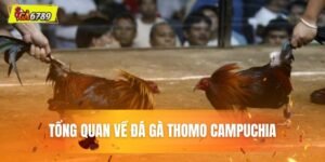 tổng quan về đá gà thomo tại ga6789