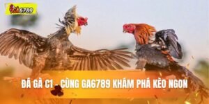 đá gà c1
